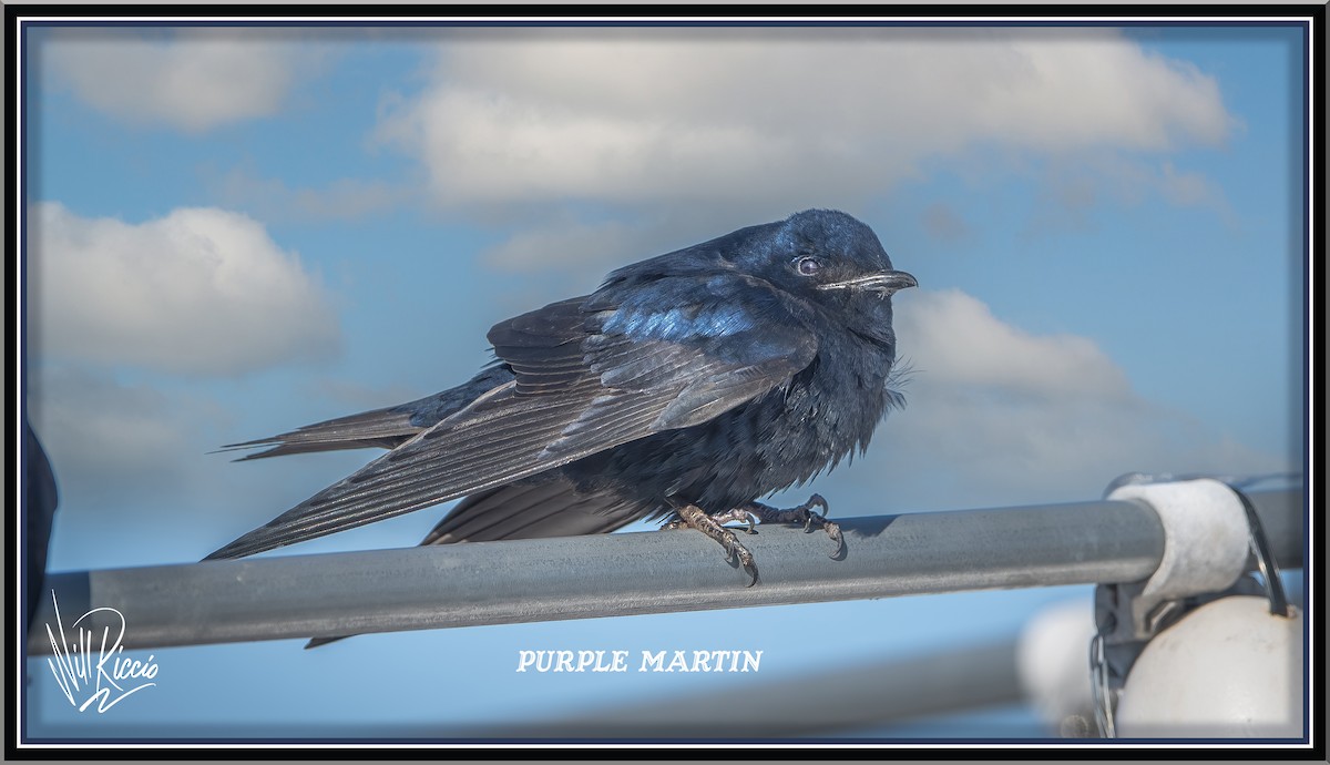Purple Martin - ML629571660