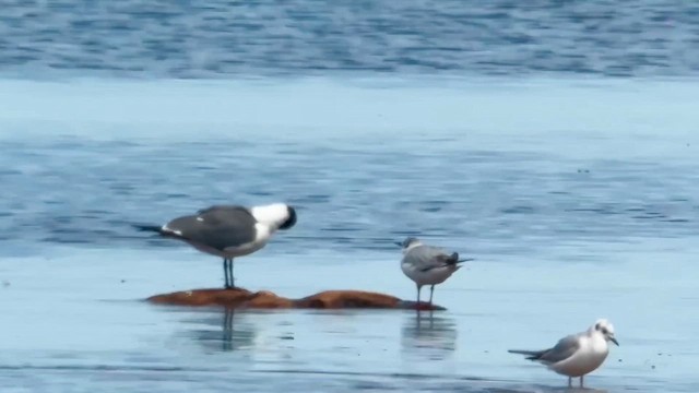 Antxeta mokogorri amerikarra - ML629571716