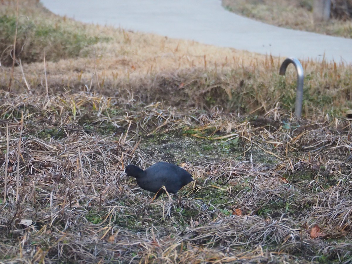 Eurasian Coot - ML629571944