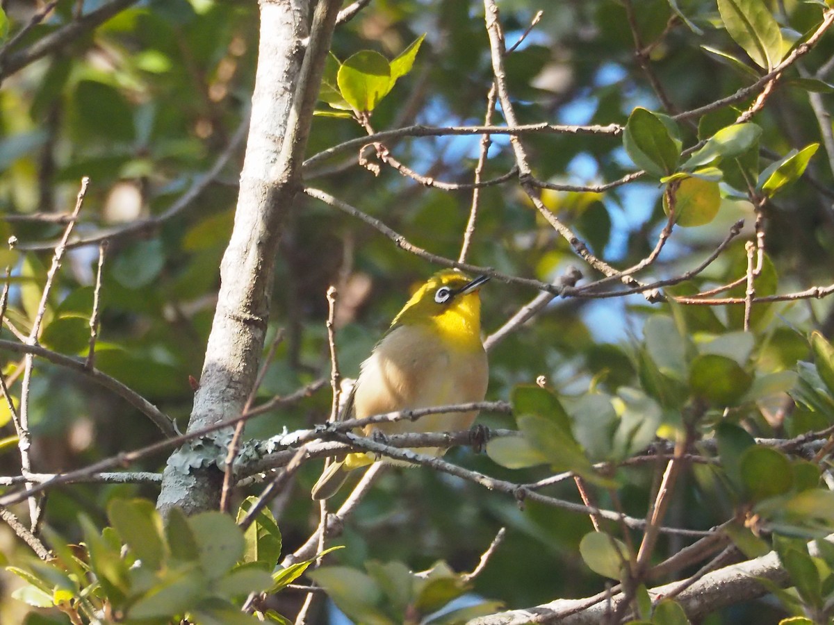 Warbling White-eye - ML629571945