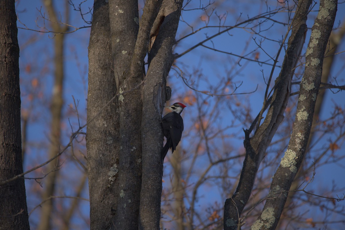 Pileated Woodpecker - ML629571947