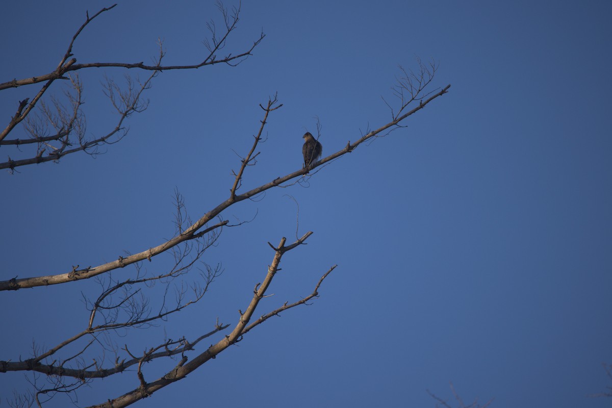 Cooper's Hawk - ML629571956