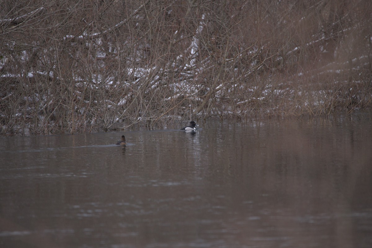 Ring-necked Duck - ML629571967