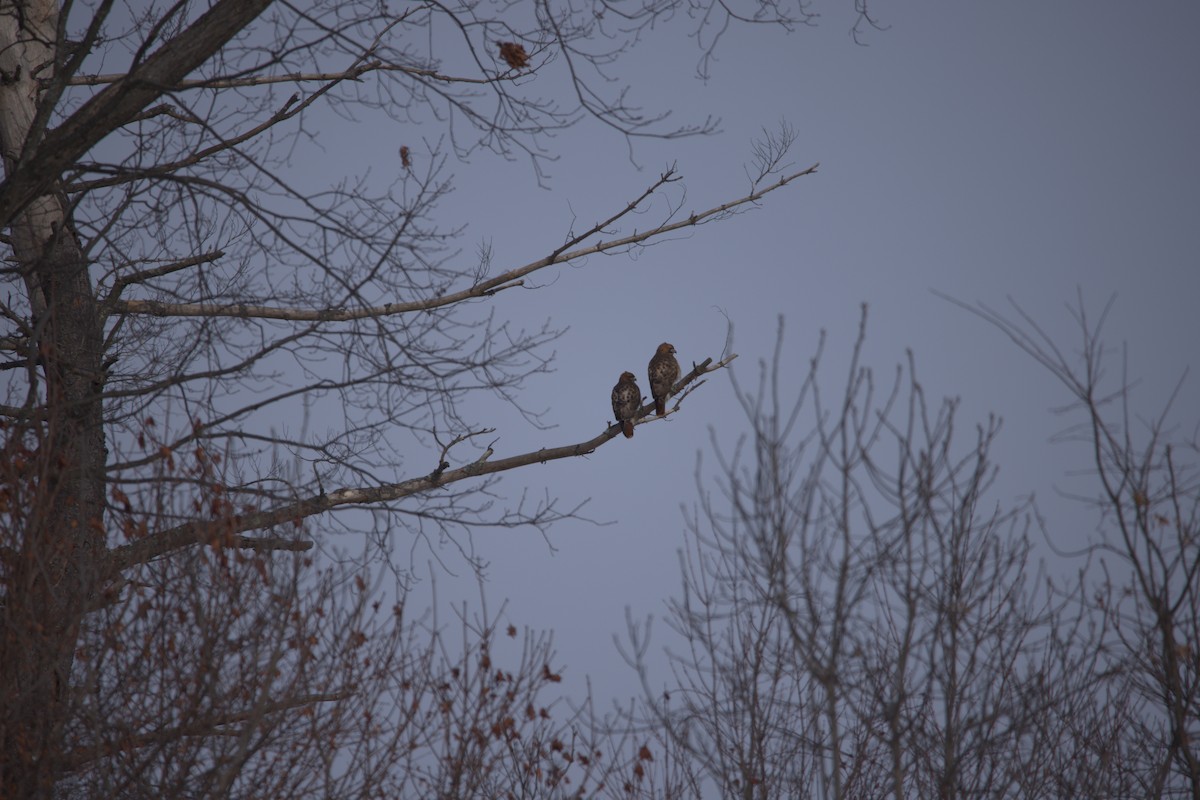 Red-tailed Hawk - ML629571973