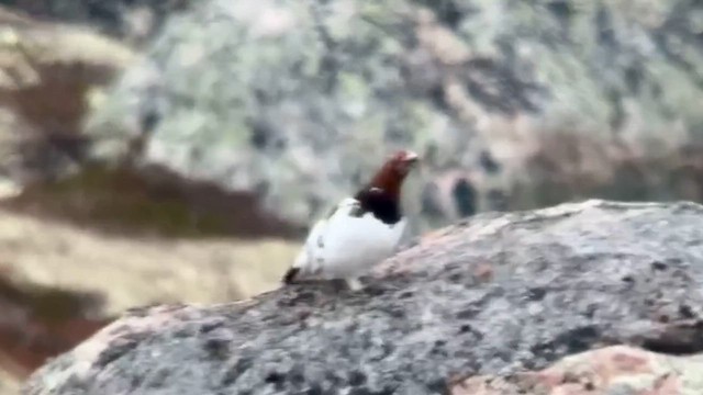 Цагаан ахууна - ML629572168