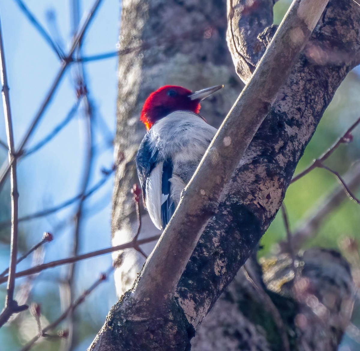 Red-headed Woodpecker - ML629572208