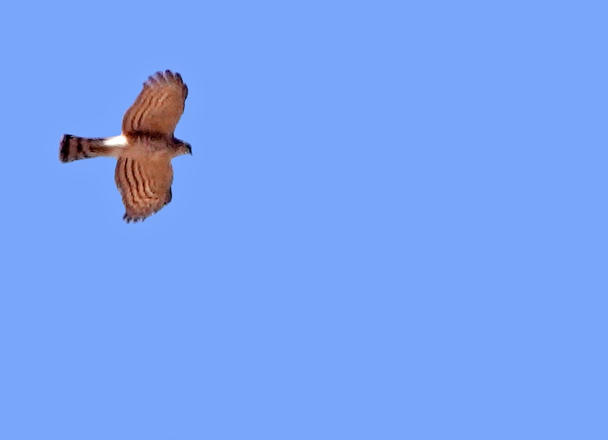 Sharp-shinned Hawk - ML629572261