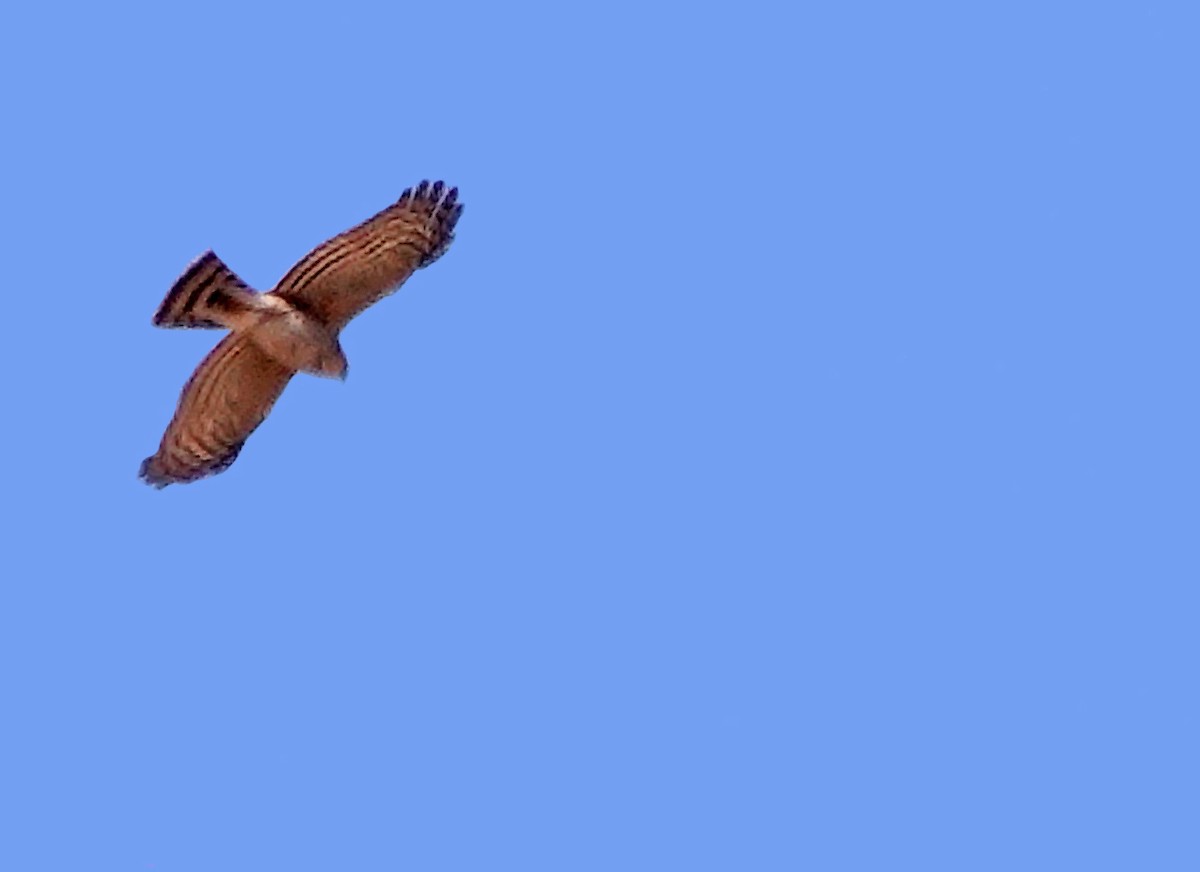 Sharp-shinned Hawk - ML629572271