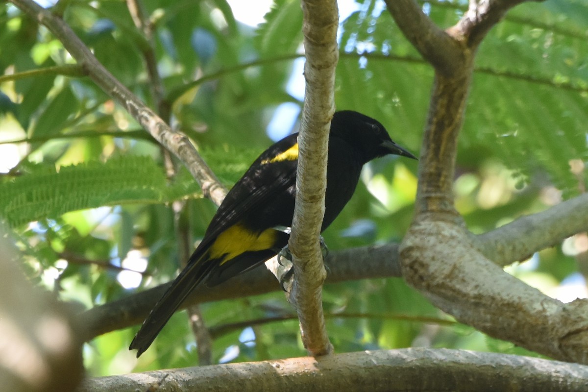 Puerto Rican Oriole - ML629572348