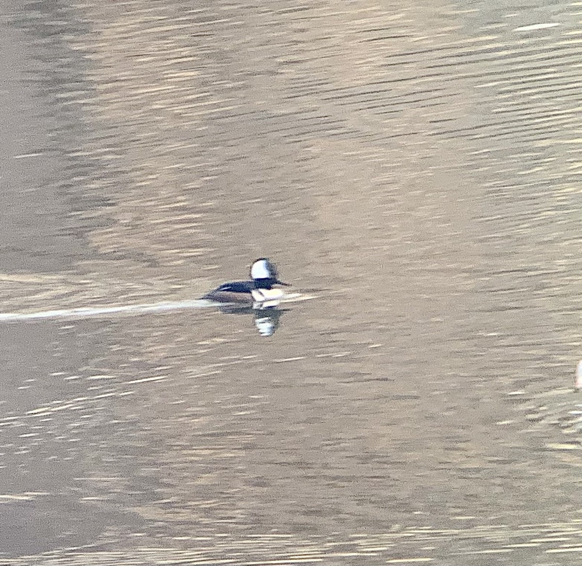 Hooded Merganser - ML629572384