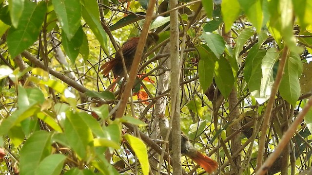 Rusty-backed Spinetail - ML629572433