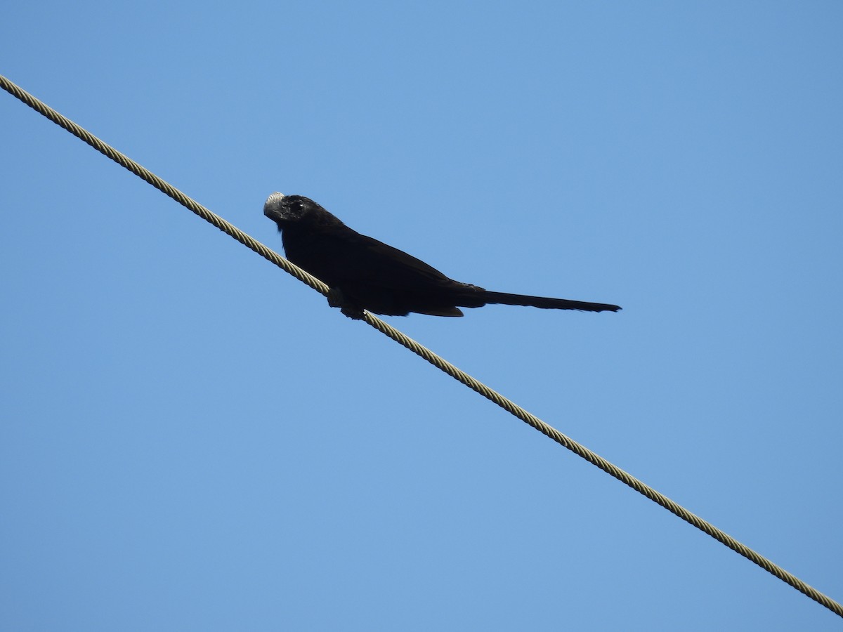 Smooth-billed Ani - ML629572468