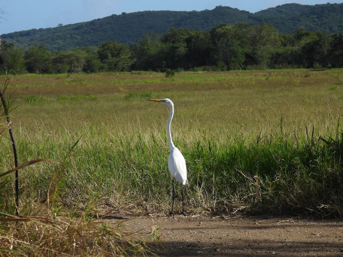 Great Egret - ML629572483