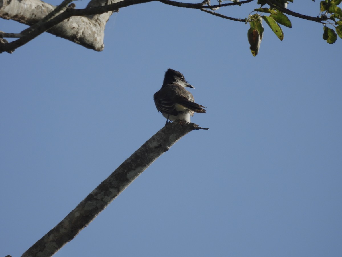 Loggerhead Kingbird - ML629572495