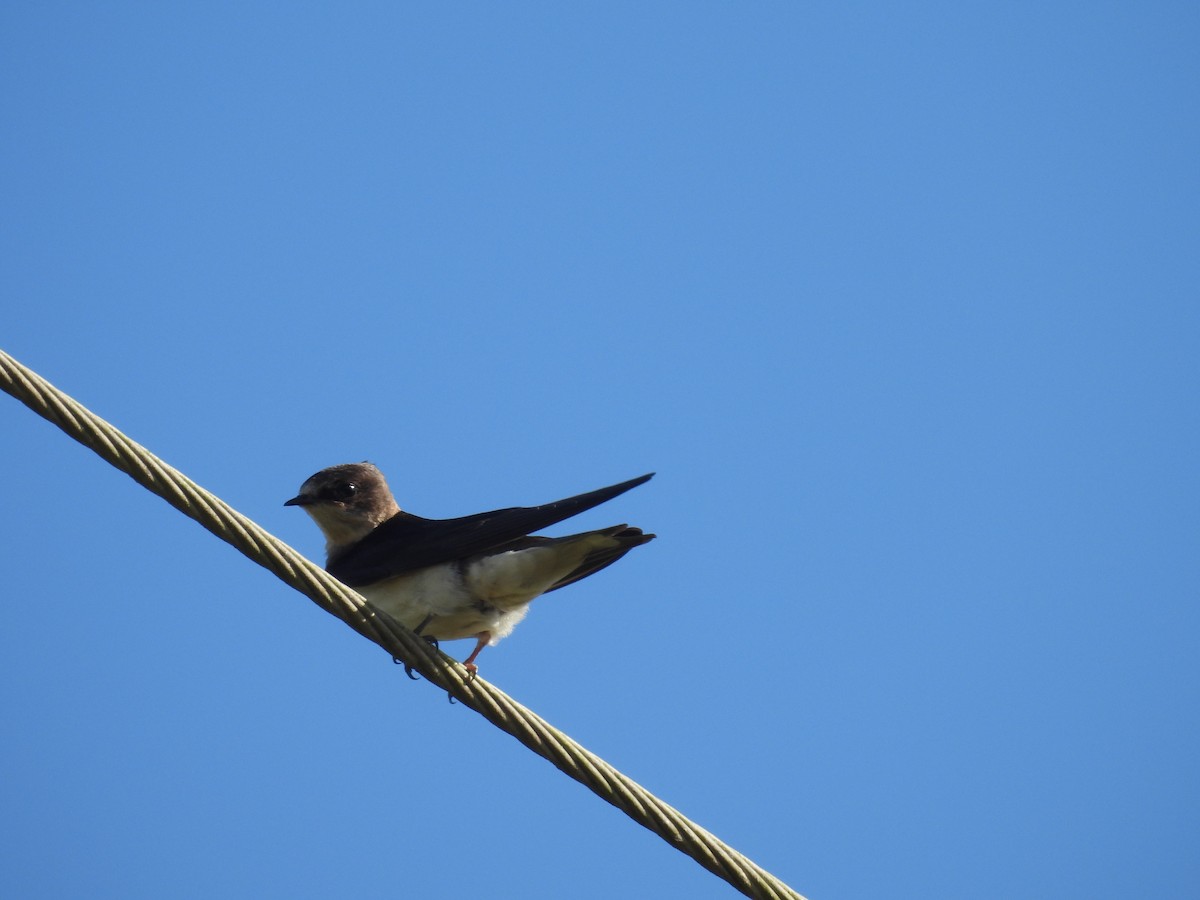 Barn Swallow - ML629572502