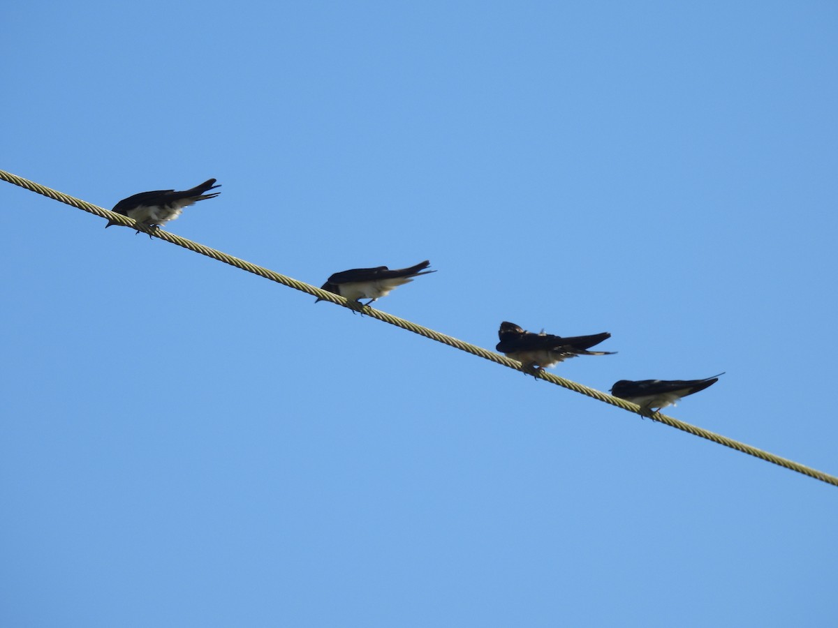 Barn Swallow - ML629572503