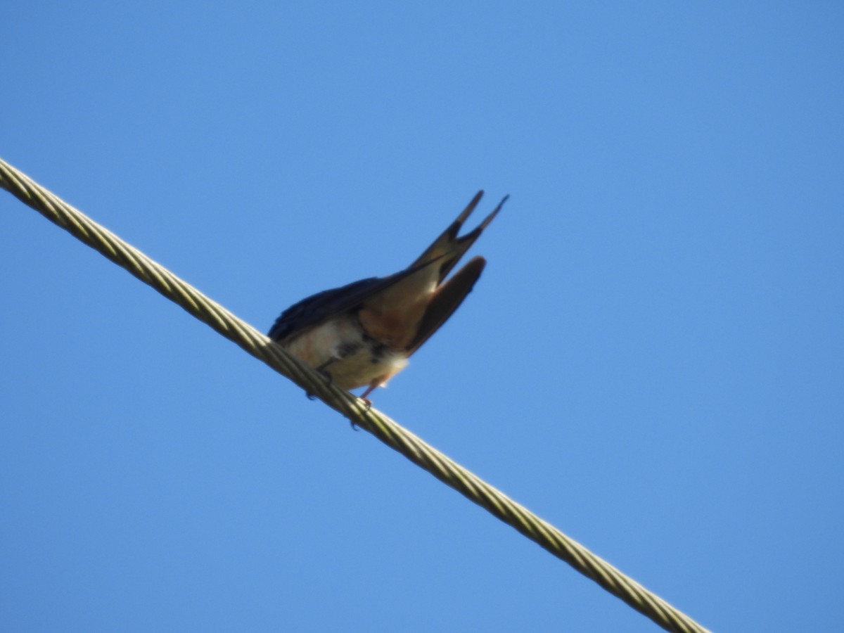 Barn Swallow - ML629572504