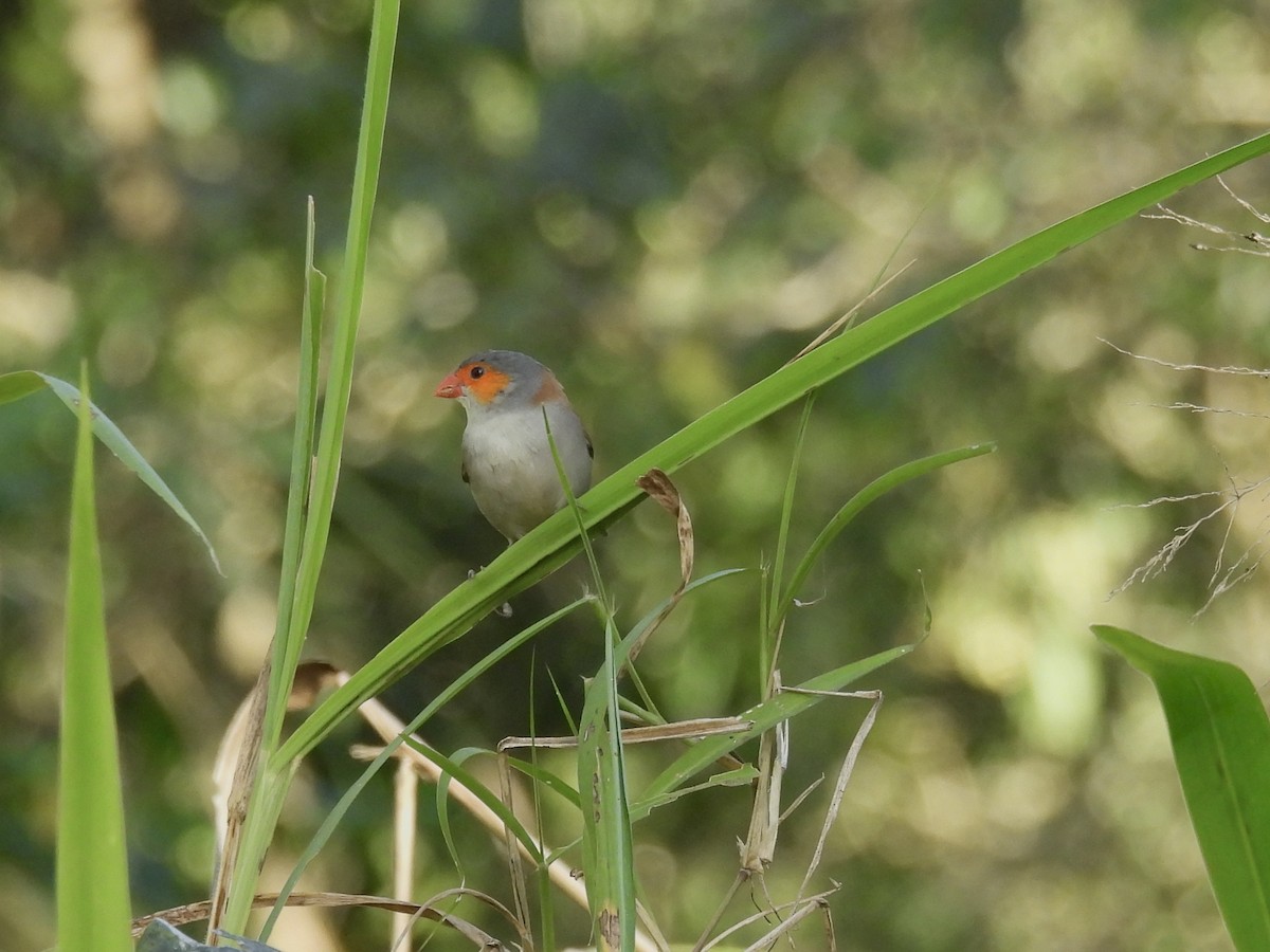 Orange-cheeked Waxbill - ML629572511