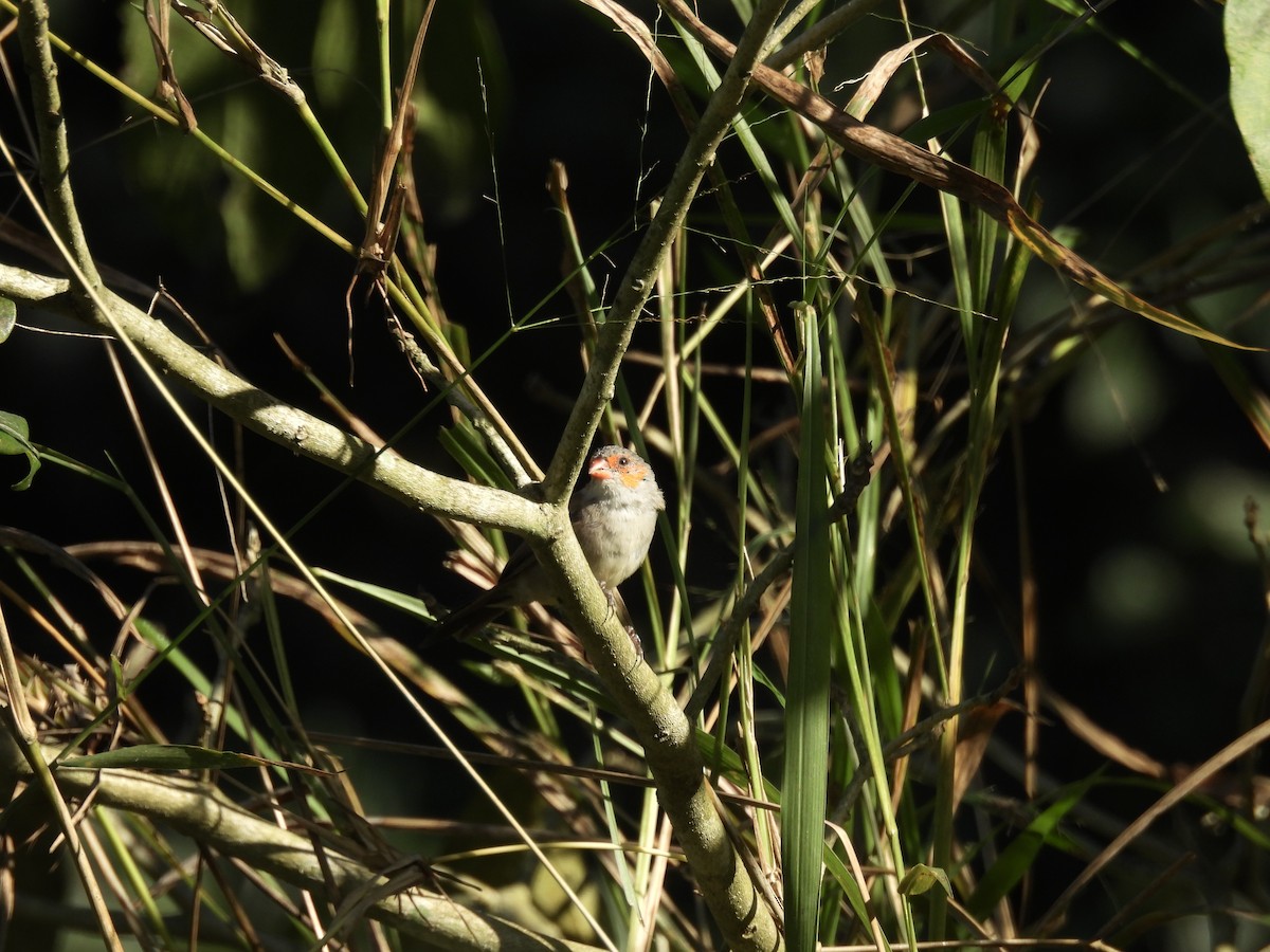 Orange-cheeked Waxbill - ML629572512