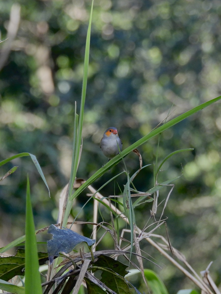 Orange-cheeked Waxbill - ML629572513