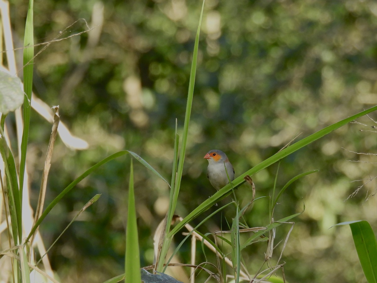 Orange-cheeked Waxbill - ML629572514