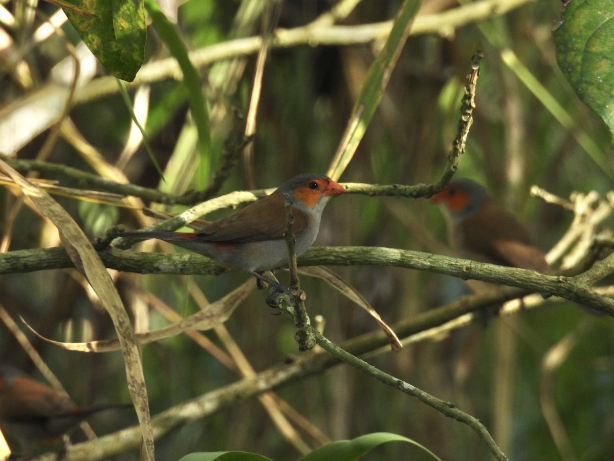 Orange-cheeked Waxbill - ML629572515