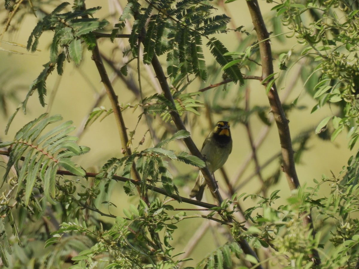 Yellow-faced Grassquit - ML629572531