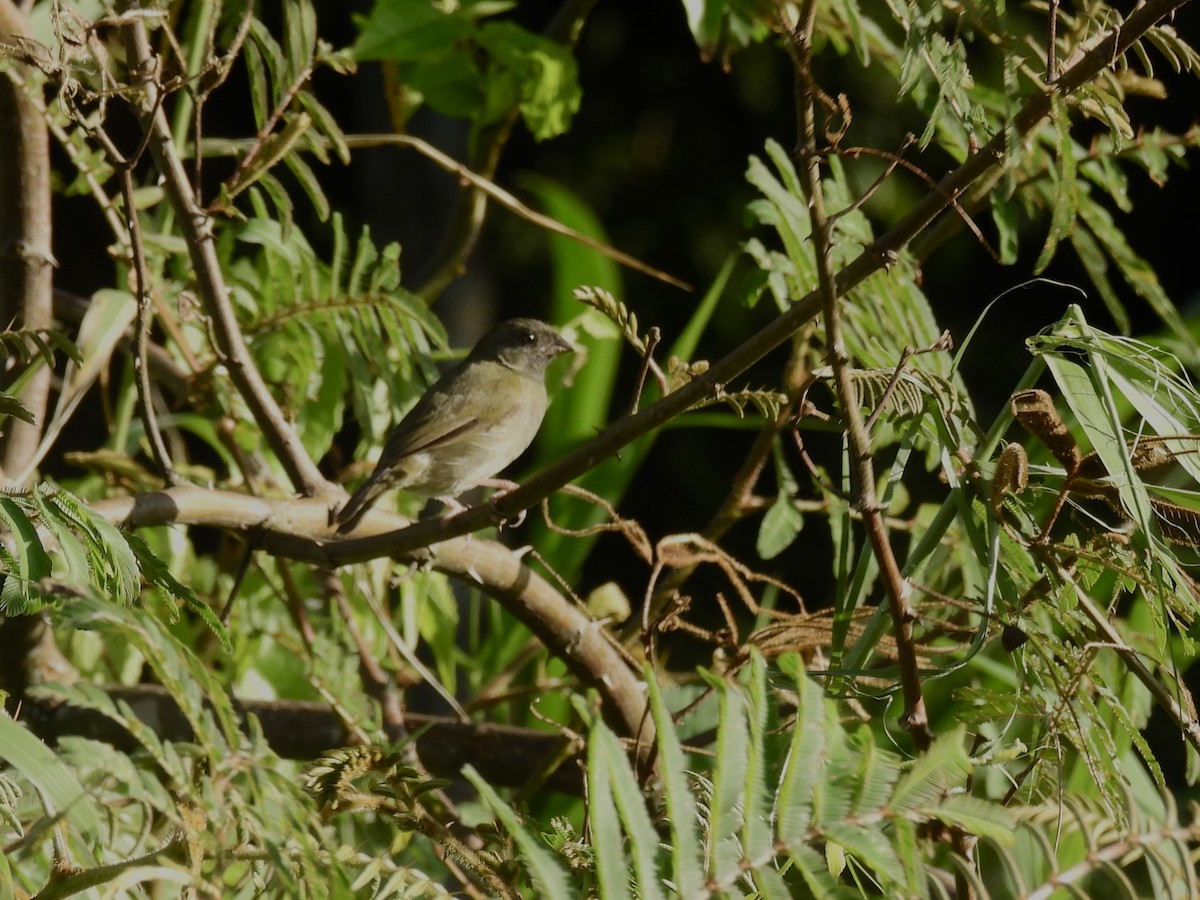 Black-faced Grassquit - ML629572545