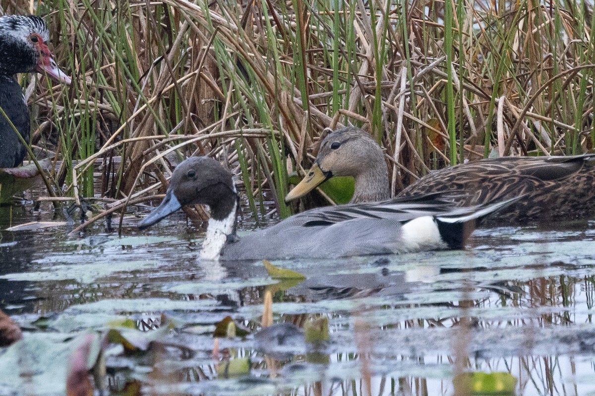 Northern Pintail - ML629572607