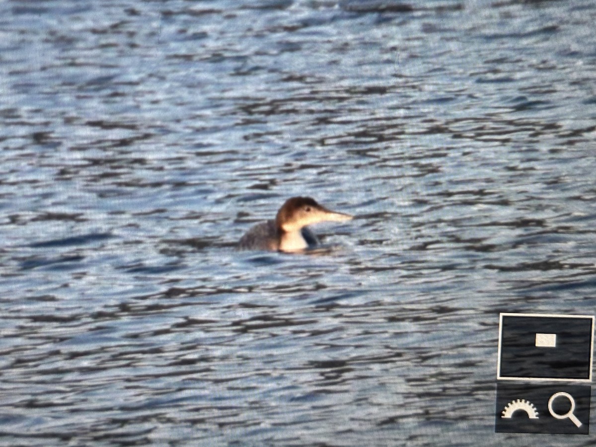 Common Loon - ML629572675