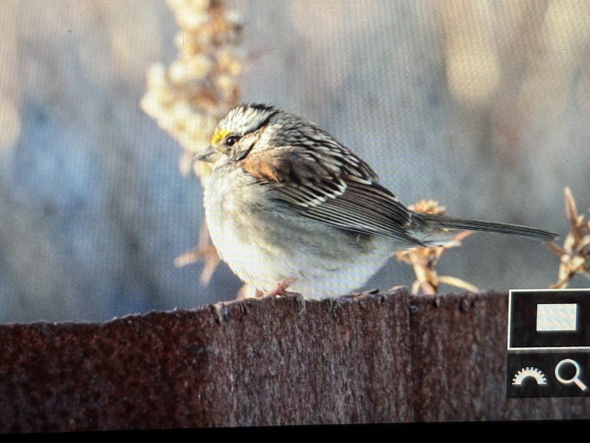 White-throated Sparrow - ML629572786