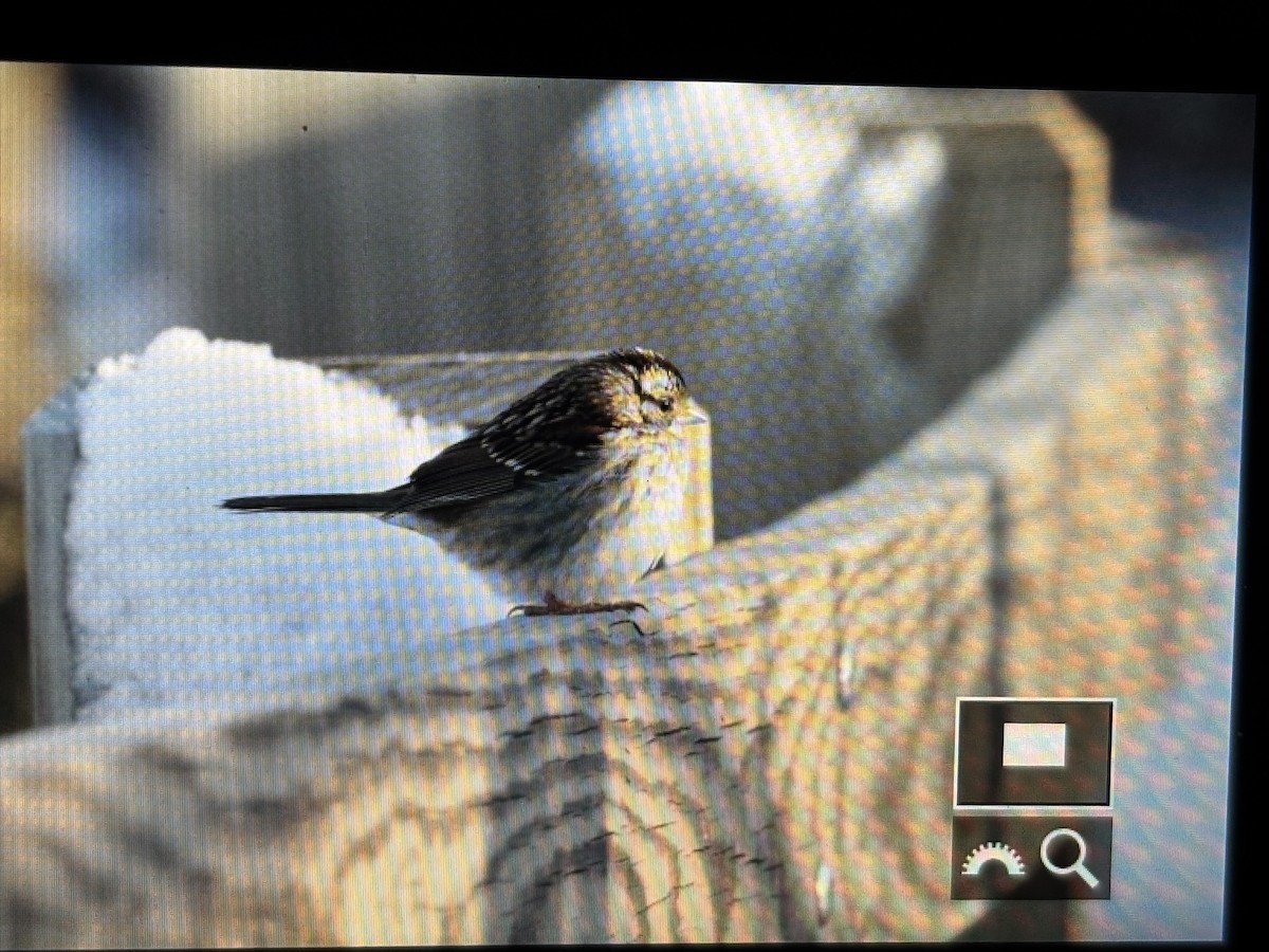 White-throated Sparrow - ML629572787