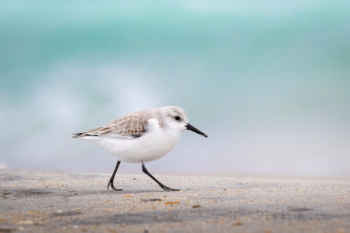 三趾濱鷸 - ML629572788