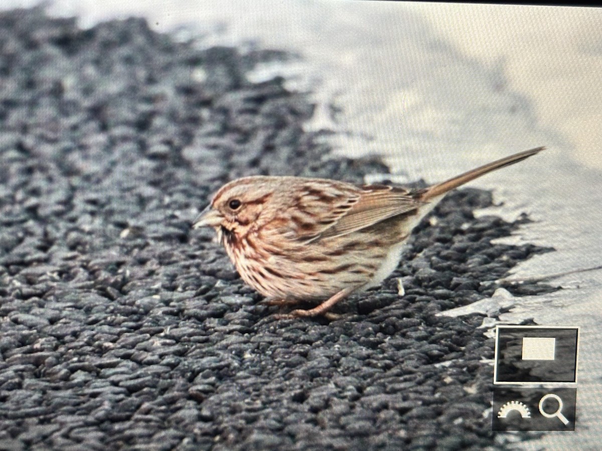 Song Sparrow (melodia/atlantica) - ML629572795