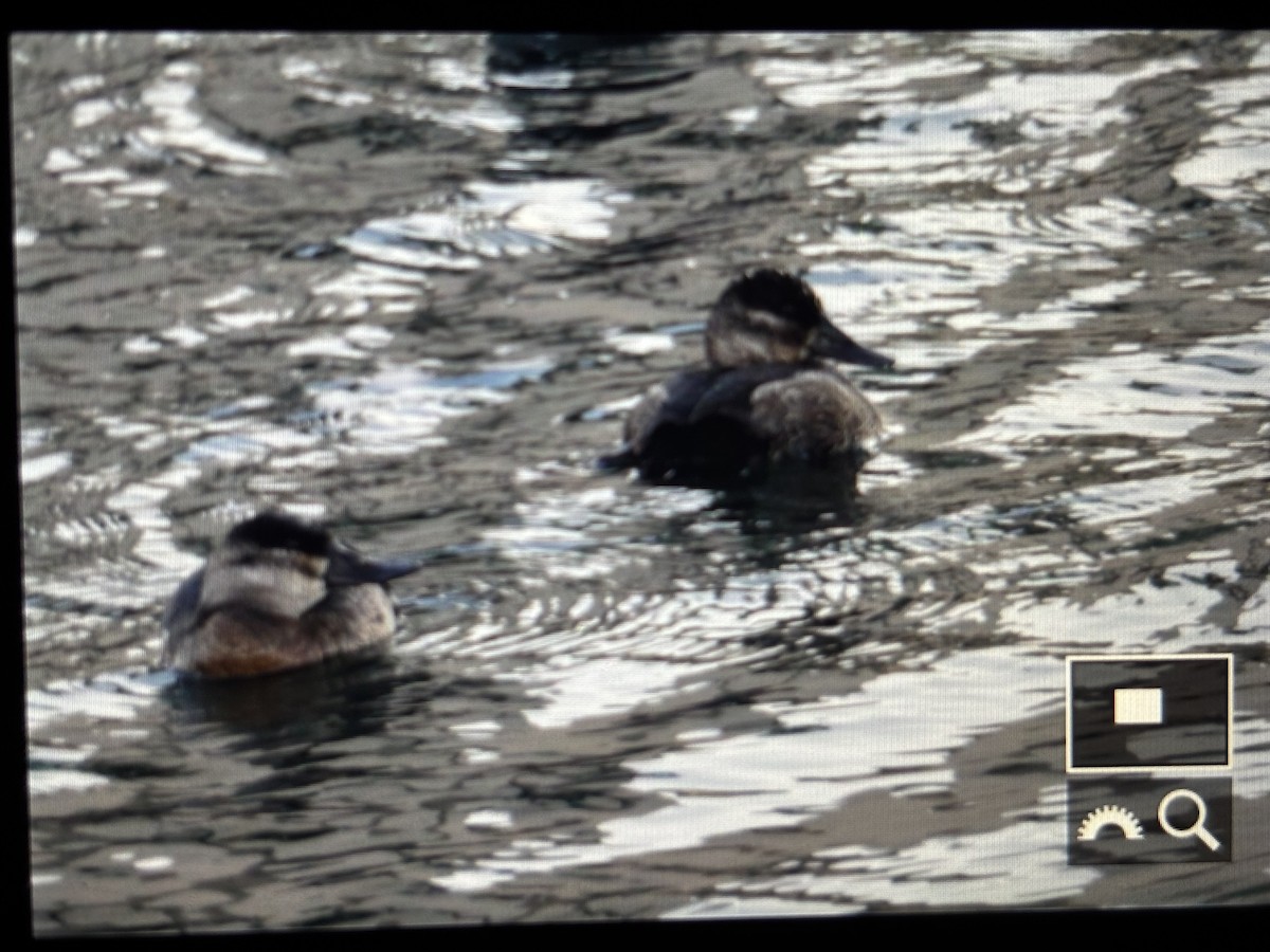 Ruddy Duck - ML629572810