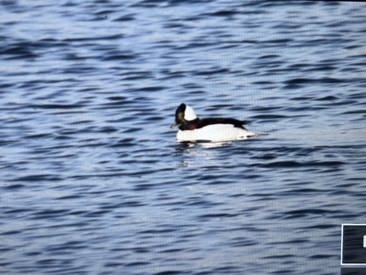 Bufflehead - ML629572836