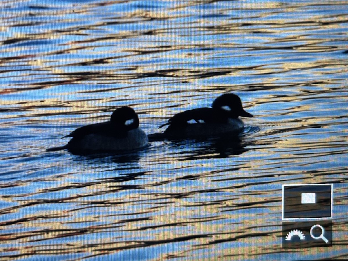 Bufflehead - ML629572839