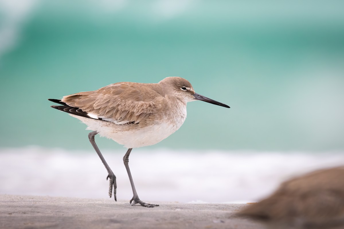 Willet - ML629572860