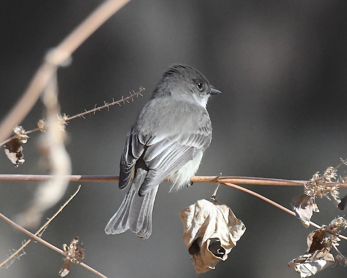 Moucherolle phébi - ML629573072