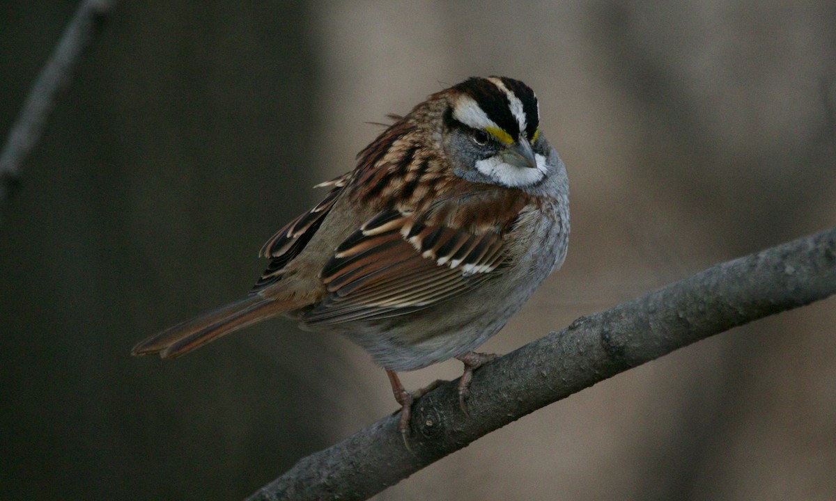 White-throated Sparrow - ML629573101