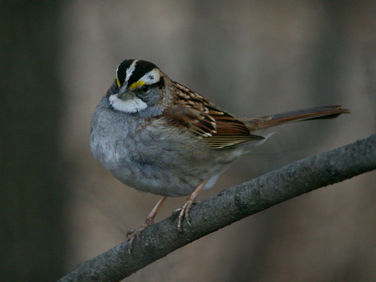 White-throated Sparrow - ML629573102