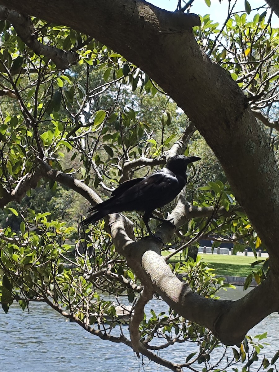 krkavec australský - ML629573106