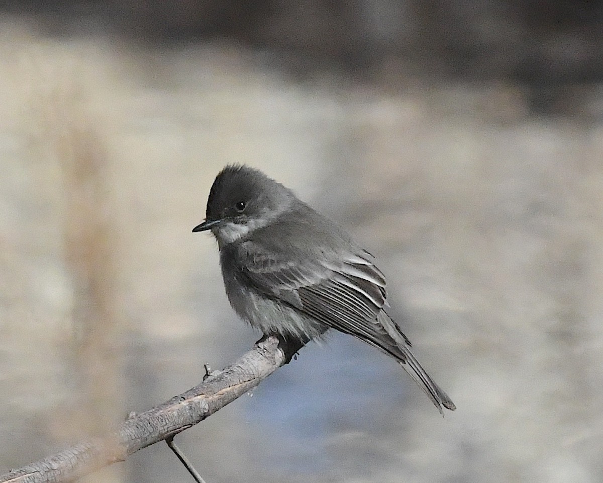 Moucherolle phébi - ML629573130