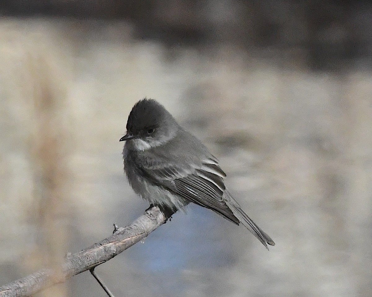 Moucherolle phébi - ML629573309