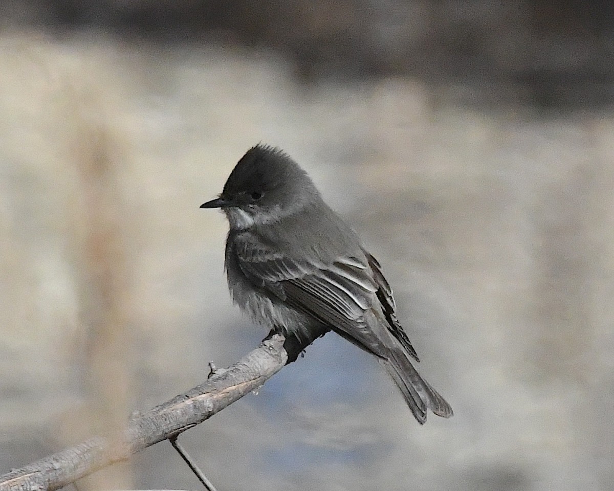 Moucherolle phébi - ML629573350