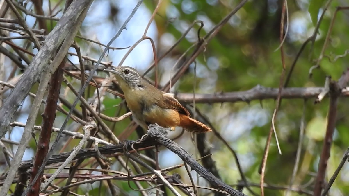 střízlík bolivijský - ML629573385