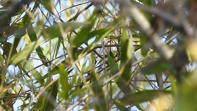 střízlík bolivijský - ML629573392