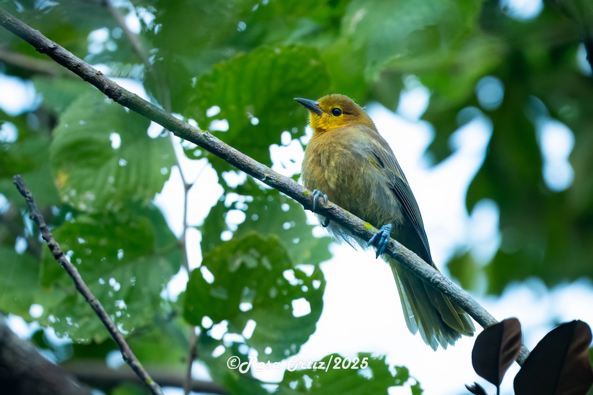 Puerto Rican Oriole - ML629573467