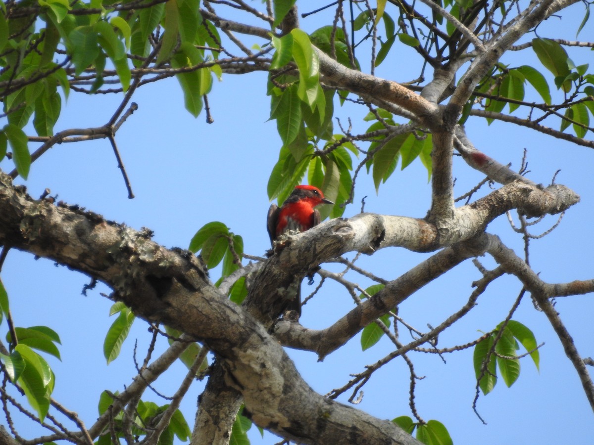 Vermilion Flycatcher - ML629573728