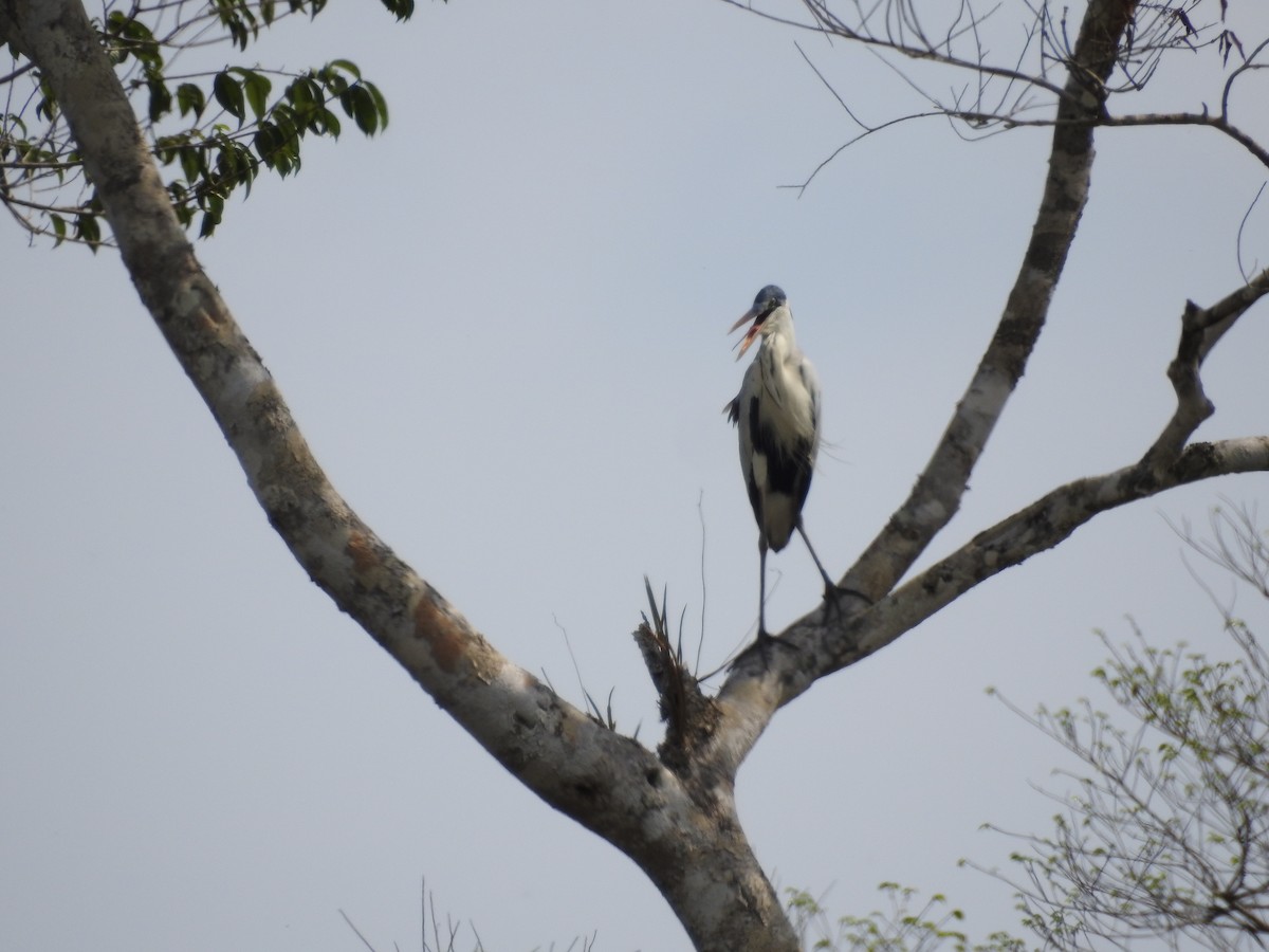 volavka jihoamerická - ML629573768